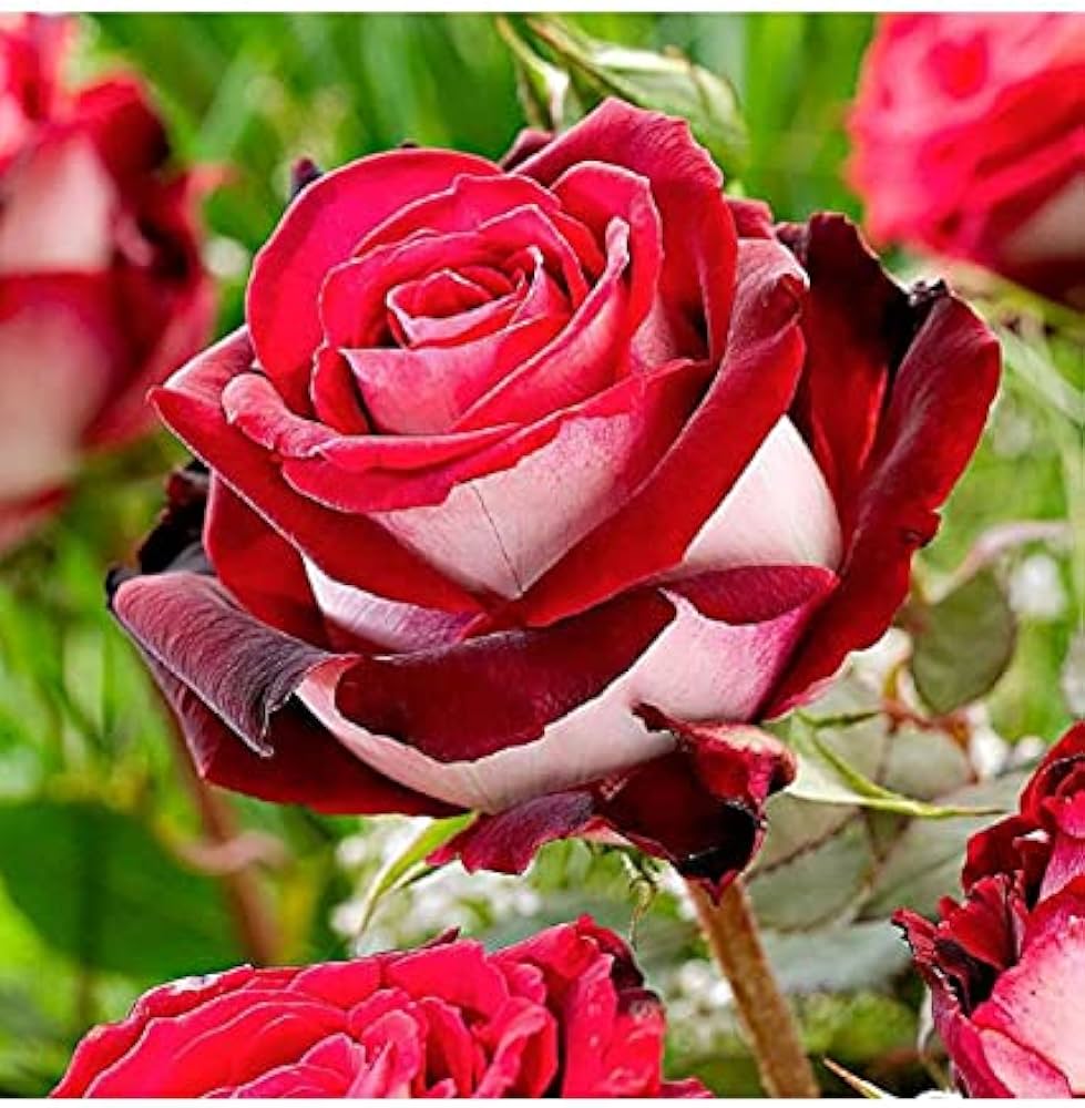 Mini Heirloom Nine-Color Rose Decorative Flower - for planting in home garden